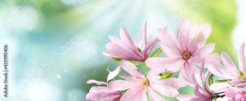 Beautiful pink magnolia flowers outdoors, banner design. Amazing spring blossom © New Africa