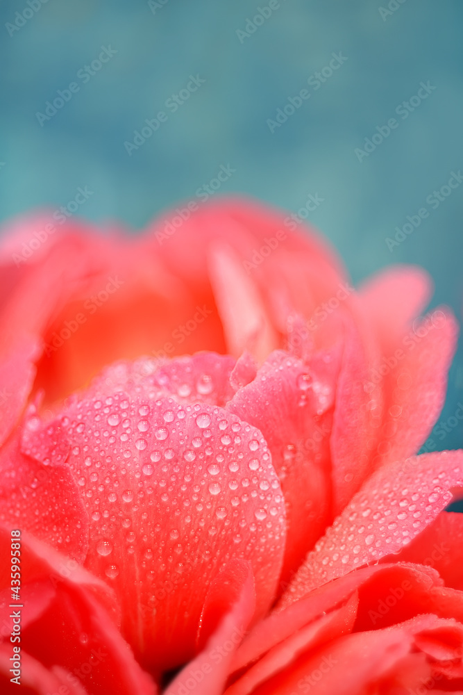 Pink peony flower in dew drops on a blue background. artistic photo with soft selective focus. floral abstract background. Pink peony flower in dew drops on a blue background. artistic photo with soft selective focus. floral abstract background.