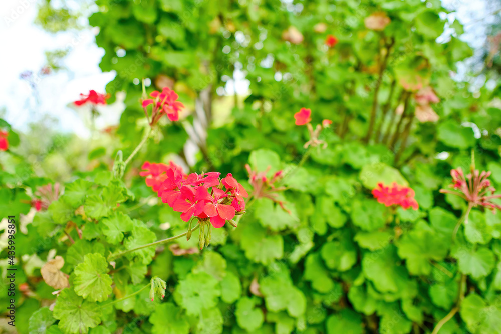 Beautiful geranium with red flowers in a garden in southern Spain. Beautiful pelargonium Beautiful geranium with red flowers in a garden in southern Spain. Beautiful pelargonium