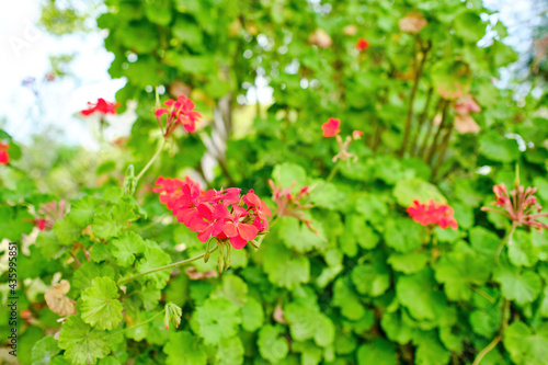 Beautiful geranium with red flowers in a garden in southern Spain. Beautiful pelargonium
