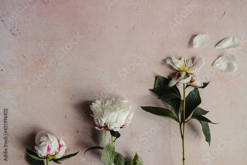Fototapeta Naklejka Na Ścianę i Meble -  Three white peony flowers with green leaves in a row from blooming to wilted phase of growth on a pink aged concrete background flat lay. Minimal concept. Copy space. Cycle of life.