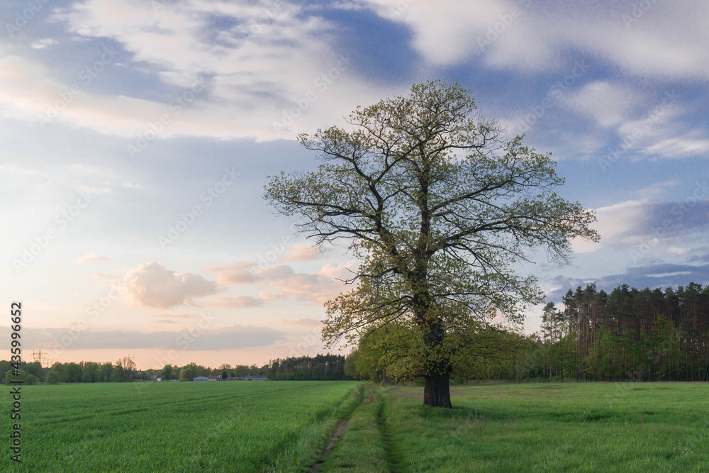 Obraz premium Samotne drzewo na tle wieczornego nieba.