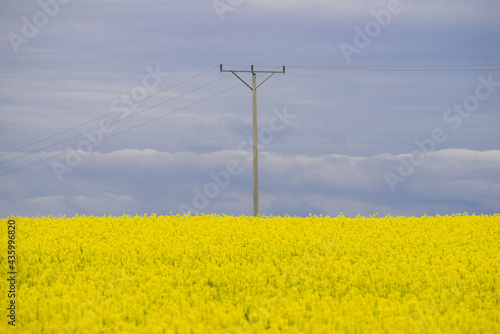 Słup linii elektrycznej stojący na polu uprawnym porośniętym kwitnącym rzepakiem.