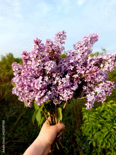 Fototapeta Naklejka Na Ścianę i Meble -  a bouquet of lilac flowers in hand