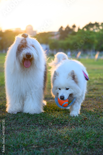 Ancient shepherd dog and samoyed dog together on the grass