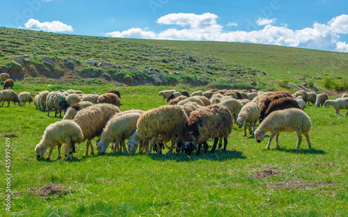 herd of sheep grazing on the grass in the mountain. Ovine breeding in Turkey. © photohasan