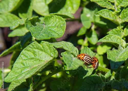 Colorado beetles on potato leaves. Pests of agricultural plants close-up.