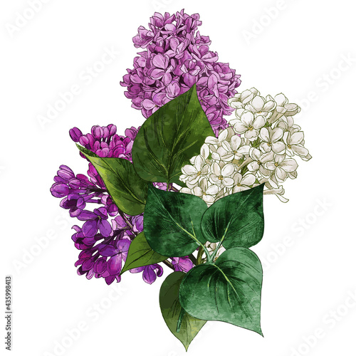 Watercolor lilac flowers and leaves. Lilac bouquet.