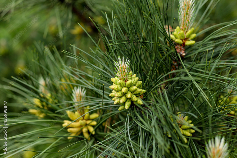 New fir-cone as a symbol of new life wallpaper New fir-cone as a symbol of new life wallpaper