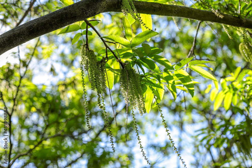 Juglans mandshurica tree in sunlight. Natural wallpaper