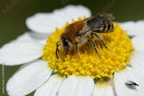 Plasterer bee (Colletes sp.) on a flower photo