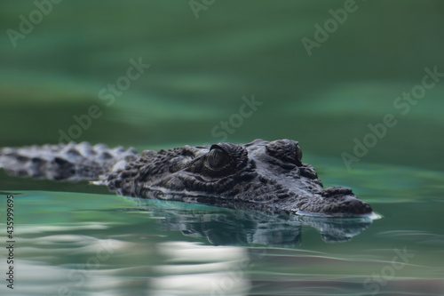 saltwater crocodile