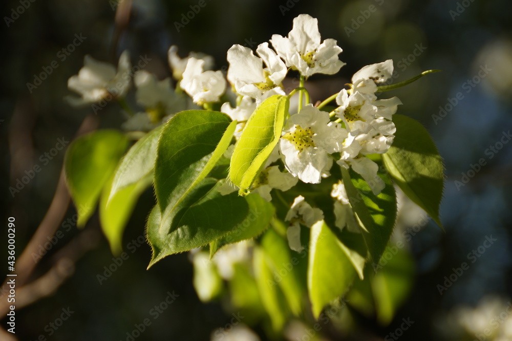 tree blossom tree blossom