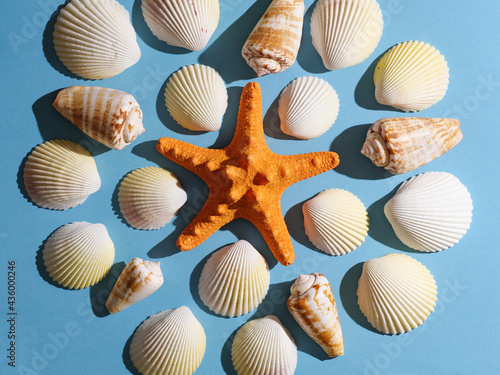 Seashells and starfish with hard shadow on a colored background, top view.