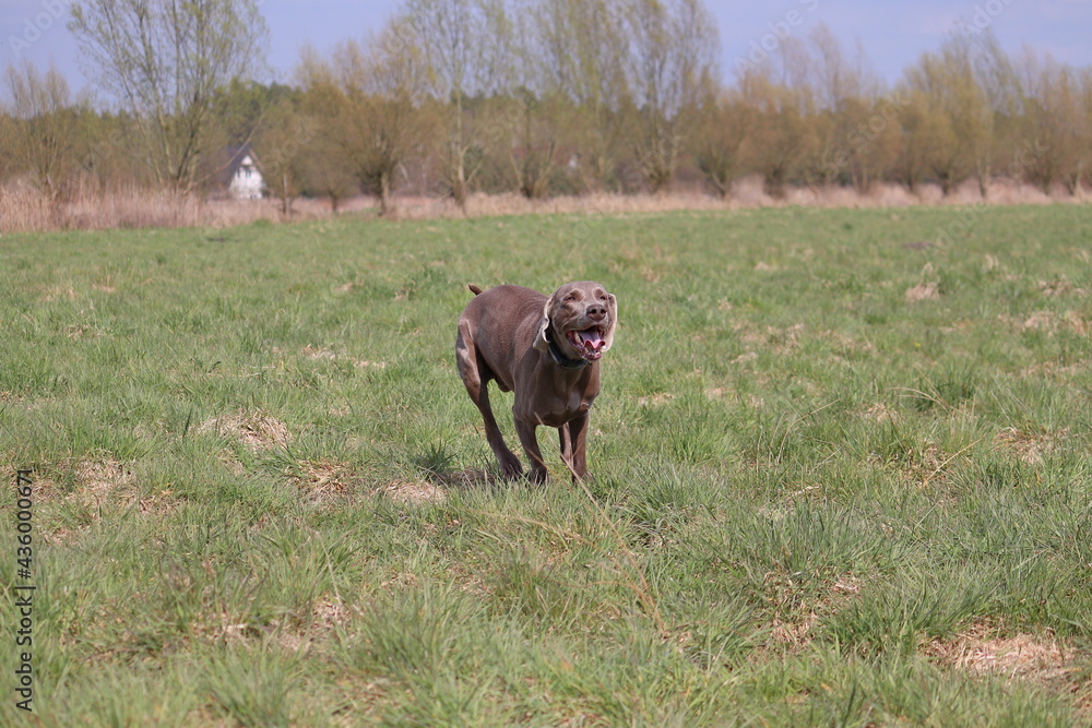Weimaraner dog shows its character ... Weimaraner dog shows its character ...