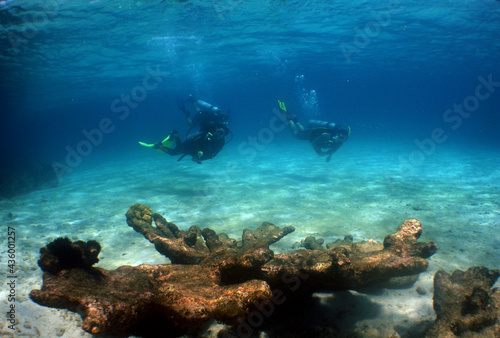 underwater scuba diver , caribbean sea