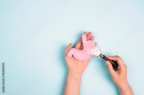 Female hands hold human stomach model and magnifier on blue background. Treatment of stomach diseases.