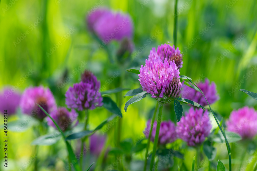 Trifolium pratense red clover wild flowering plant, purple meadow flowers in bloom