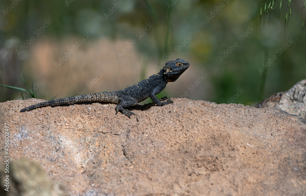 Spiny lizard (Laudakia stellio) on the rock Spiny lizard (Laudakia stellio) on the rock