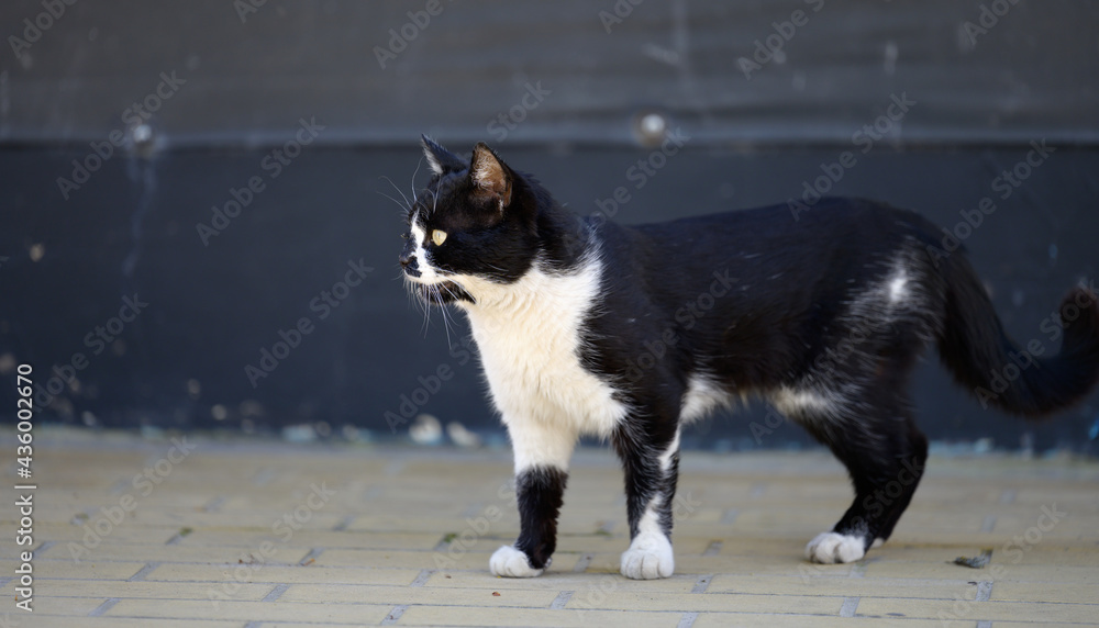 black and white homeless street cat walks down the street on a spring day