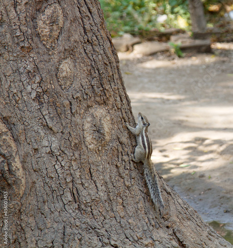 Layardi three-striped palm squirrel (Funambulus layardi) against background of old tree trunk and creeper. Rama stroked the squirrel and stripes appeared. India photo