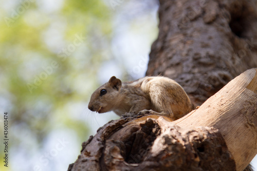 Layardi three-striped palm squirrel (Funambulus layardi) against background of old tree trunk and creeper. Rama stroked the squirrel and stripes appeared. India photo