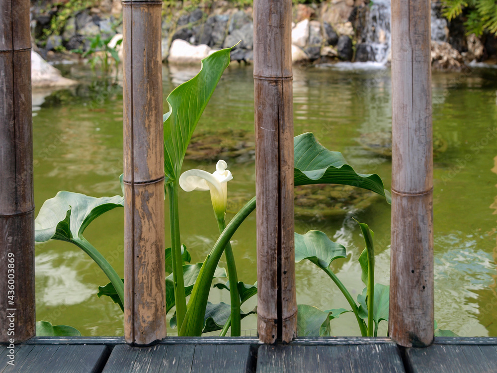 Flor de la cala en tre bambú en un jardin japones con estanque Stock Photo  | Adobe Stock