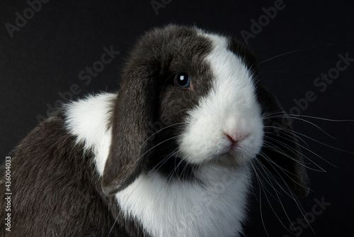 This close up head shot features cute, mini lop-eared bunny sits in a studio on a black background.