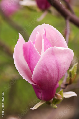 Beautiful magnolia tree with pink blossom outdoors, closeup. Spring season