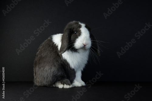 A beautiful mini lop-eared black bunny with a white blaze sits on a black background in a studio.