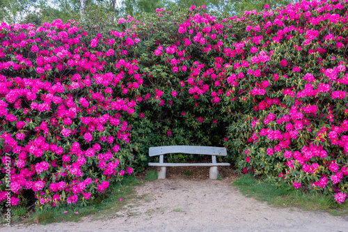 Beautiful pink and purple Rhododendron flowers in the forest near the nature reserve called 