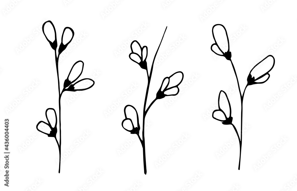 Simple hand-drawn vector drawing in black outline. Genista twigs set. Delicate spring flowers. Blooming bush, branches. For decoration, seasonal festive designs. Natural yellow dye.