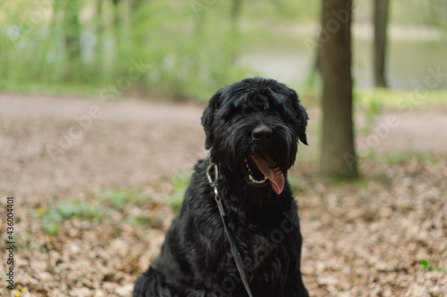 Big black dog. Dog in an outdoor. Spring walk with a dog. © Анастасія Стягайло