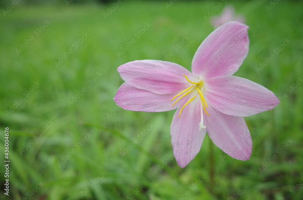 大きて綺麗なピンクの花 大きて綺麗なピンクの花