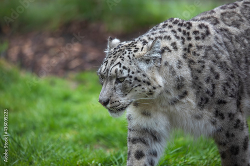 Snow leopard, close up portrait. © Paul