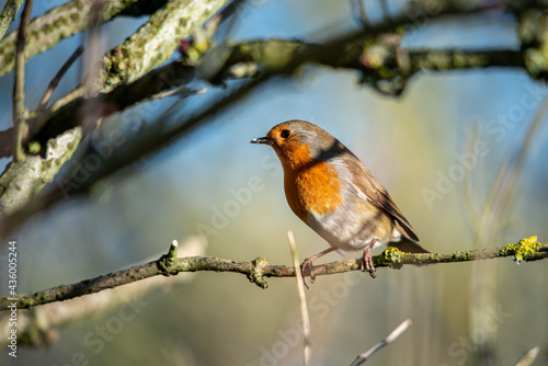 robin on a branch with sky and branches