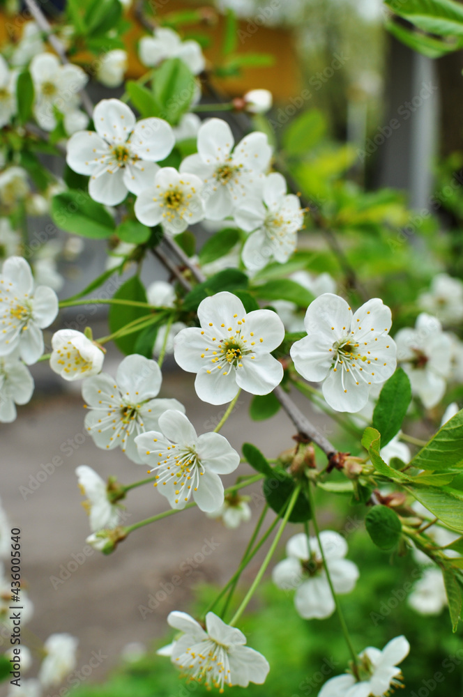 Close-up of blooming cherry flowers. Cherry flowers on a blurred background. Early spring in the city.