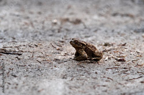 Photography The spring European common toad (Bufo bufo) moves through the porous ice into th