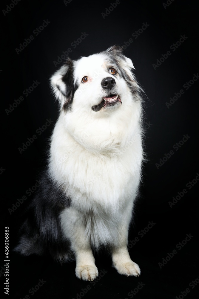 Fototapeta premium dog looking up 