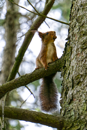 squirrel on tree, looking away