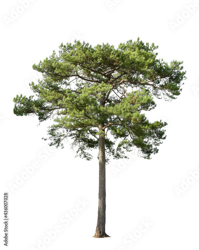 Tropical bush shrub pine tree isolated on white background. This has a clipping path