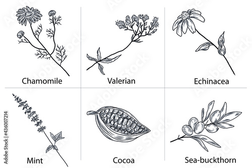 Hand drawn vector set of plants, sea buckthorn, peppermint, valerian, echinacea, cacao beans, chamomile flower