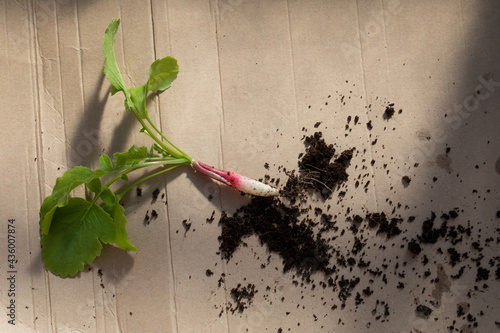 FRENCH RADISH WITH POTTING COMPOST ON BROWN CARDBOARD  photo