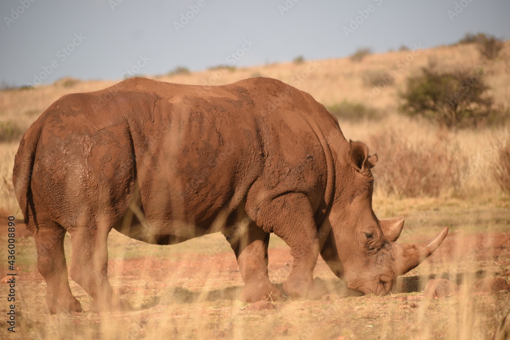 Obraz premium African Wildlife