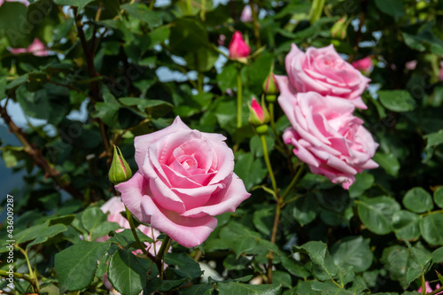 pink rose in garden