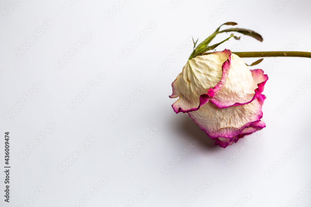 Dried flowers of white roses on a white background. Photo taken under soft artificial light. Dried flowers of white roses on a white background. Photo taken under soft artificial light.