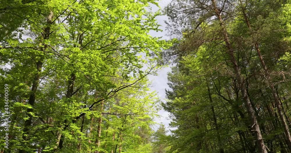 green forest with view in the sky green forest with view in the sky