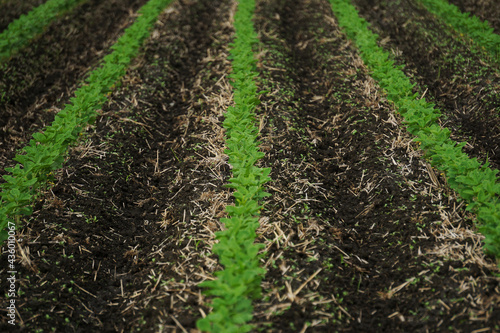 Vegetable field. Soybean field.   野菜の畑  大豆畑 photo