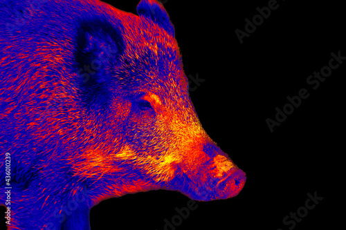 Wild boar in scientific high-tech thermal imager photo