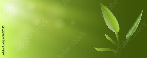 Fresh green leaves with sunshines banner background